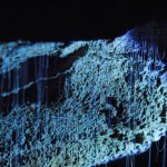 [Internet] Waitomo glowworm caves