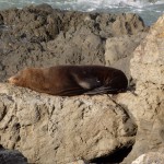 Des otaries au réveil