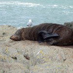 Des otaries au réveil