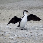 Un cormoran