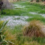 Balade aux alentours de Kaikoura
