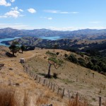 Balade aux alentours d'Akaroa