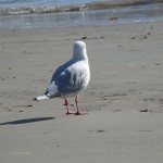 Sur la plage à Akaroa