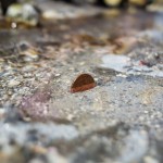 [P&A] La pièce a complètement fondu ! Non je rigole, elle a juste été bien nettoyée !