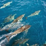 [P&A] Des dauphins !!!