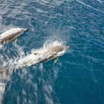 [P&A] Ils ont fait la course avec le bateau pendant un bon moment