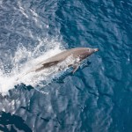 [P&A] En plein saut !