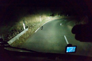 [P&A] Quelques kilomètres avant d'arriver, on rencontre un possum sur la route