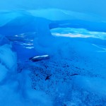 Expédition sur Fox Glacier