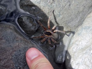 Surprise sous un "petit" caillou