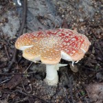 Balade sur les bords du lac Wanaka