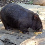 Wombats