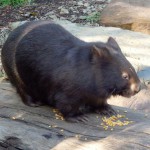 Wombats