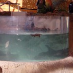 Platypus (Ornithorynque)