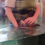 Platypus (Ornithorynque)