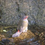 Oiseau non identifié