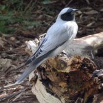 Oiseau non identifié