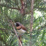 Oiseau non identifié