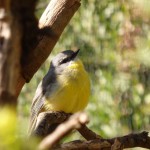 Oiseau non identifié