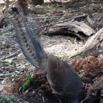 Lyrebird