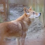 Dingoes