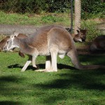 Kangaroos