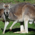 Kangaroos