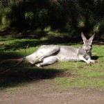 Kangaroos