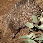 Echidna