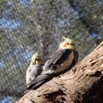 Perroquet non identifié