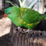 Perroquet non identifié