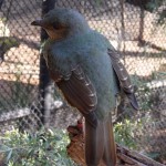 Oiseau non identifié