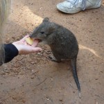 Rongeurnon identifié