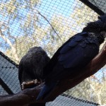 Perroquet non identifié