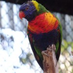 Perroquet non identifié