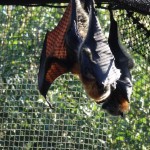 Fruit bats