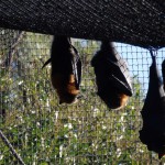 Fruit bats