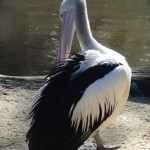 Pelicans