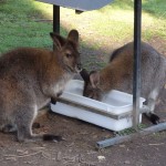 Wallabies