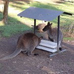 Wallabies