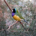 Oiseau non identifié