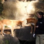 Dingoes