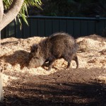 Peccary