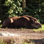 Tapir