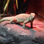 The Reptile House