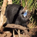 Gros oiseau non Identifié