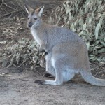 Wallabies