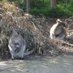 Wallabies