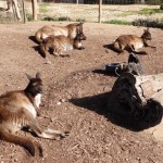 Red Kangaroos