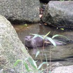 Otter